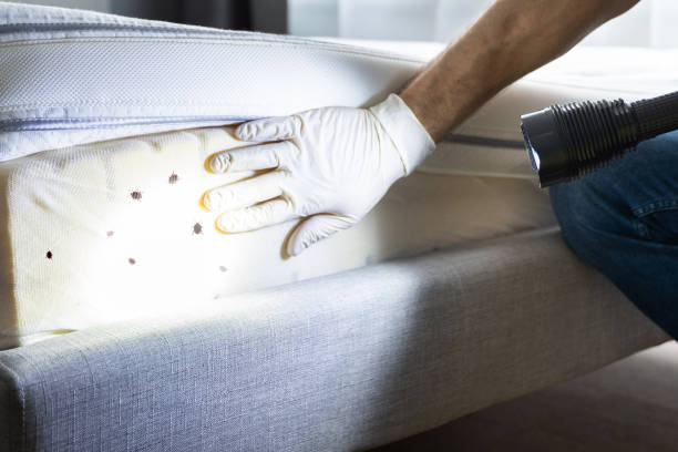 Best Emergency Pest Control  in Homer City, PA