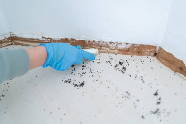 Best Affordable Pest Control Services  in Homer City, PA